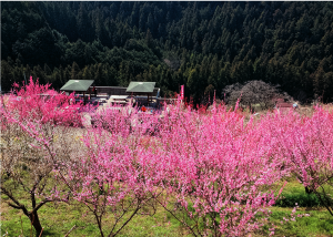 広橋梅林