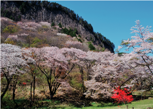 屏風岩公苑山桜ライトアップ