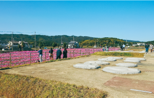 整備後の塔基壇とコスモス