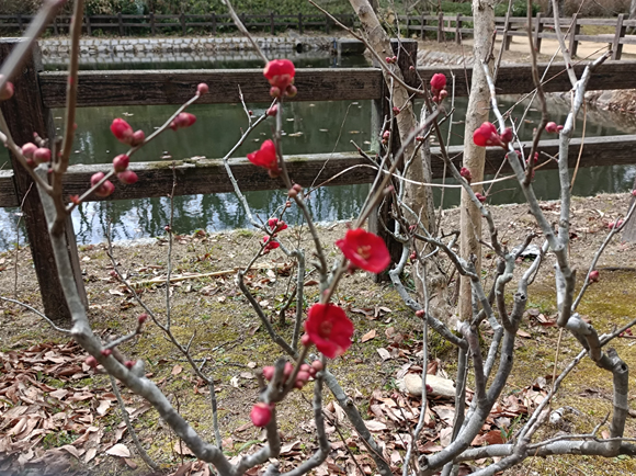 睡蓮の池