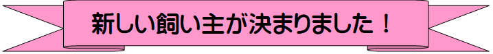 譲渡されました