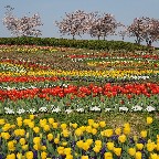 馬見花苑