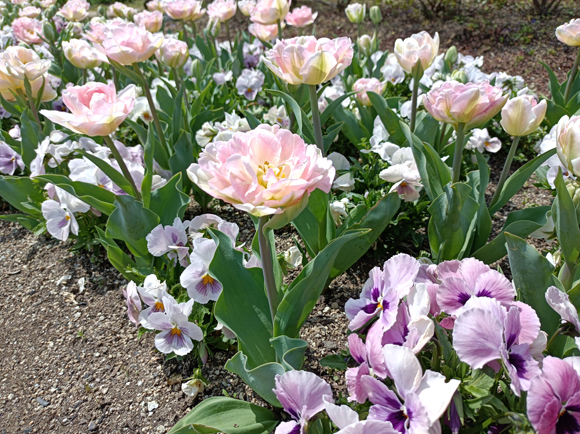 花見茶屋周辺