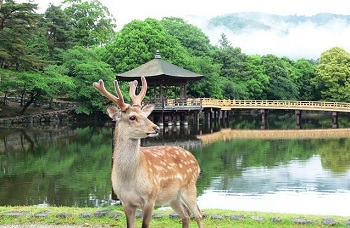 奈良公園SNSロゴ