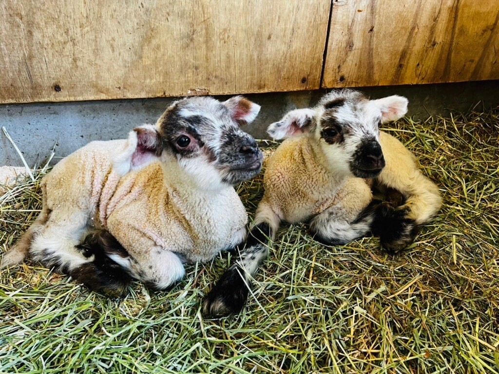 奈良県「県営うだ・アニマルパーク」：双子の羊の赤ちゃんが誕生！