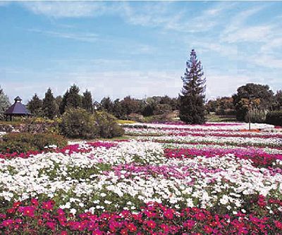 都市公園の花