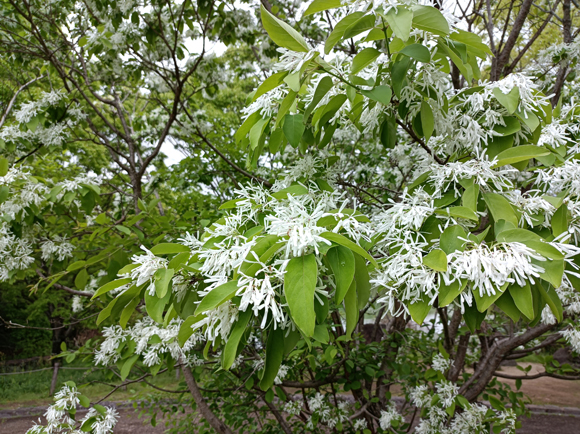 水鳥と花の広場