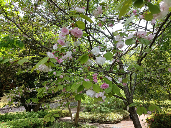 芝生の丘