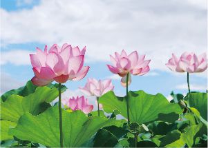 三麺藤原宮跡で花ハスをお楽しみいただけます