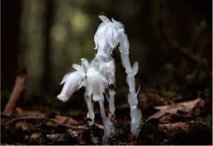 上北山村の花をご紹介!