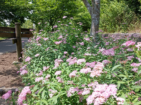 公園館傍