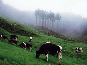 雨に打たれる牛たち