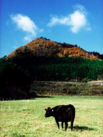 古光山の紅葉