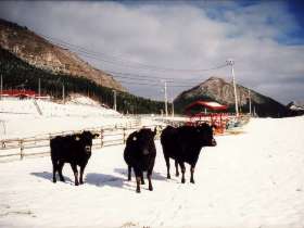 雪の中の牛たち