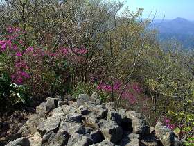 ヤマツツジの咲く山頂