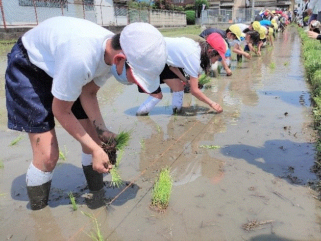 田植え写真