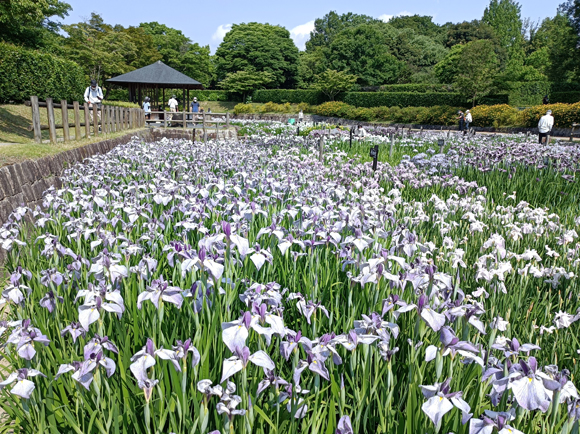 菖蒲園