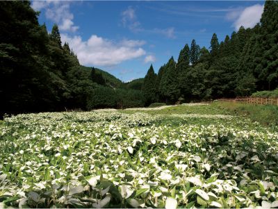 岡田の谷の半夏生園