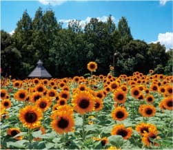 県営馬見丘陵公園