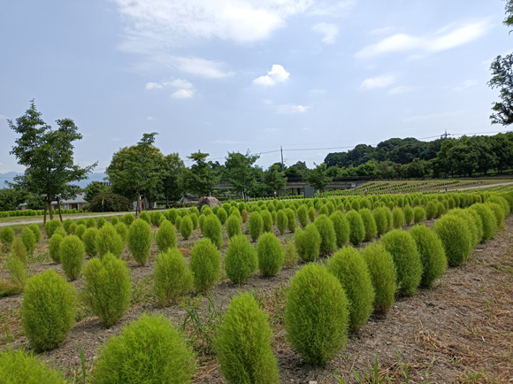 カリヨンの丘