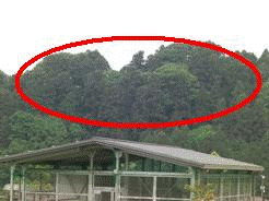 畜舎の上に見えるサギの群れ