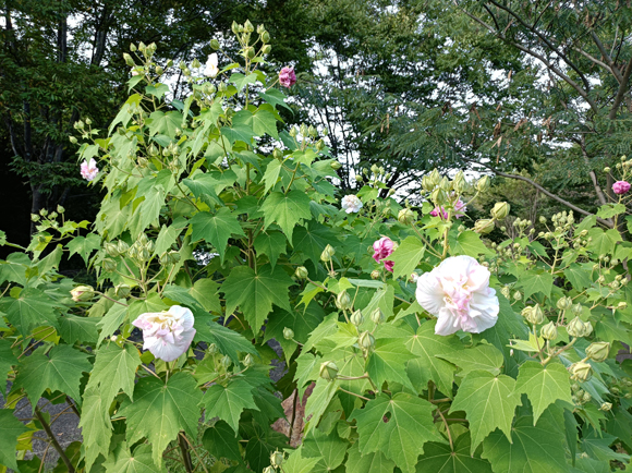 水鳥と花の広場