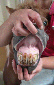 ポニーの歯