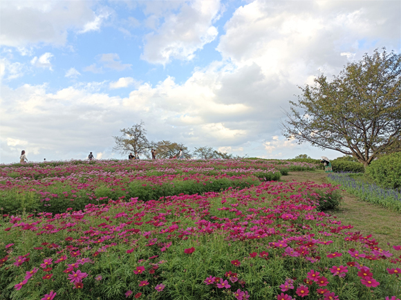 馬見花苑