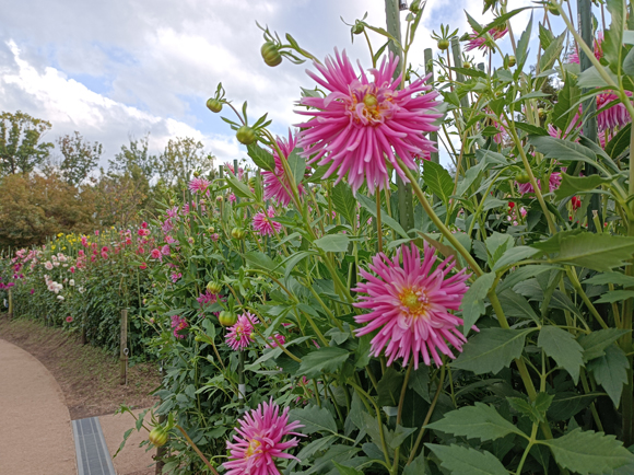 ダリア園