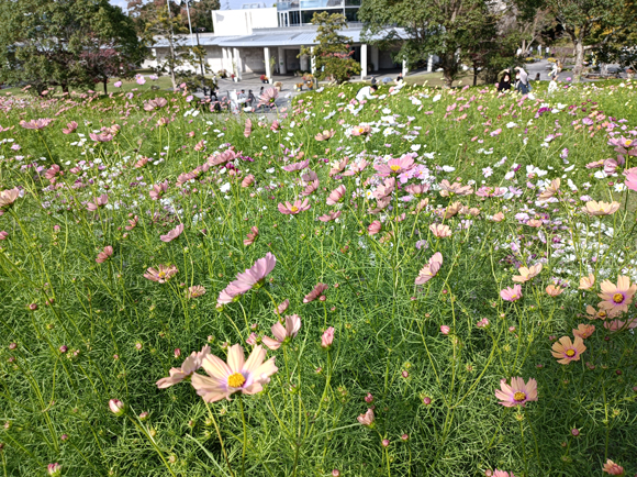 芝生の広場