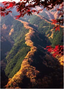 上北山村の紅葉