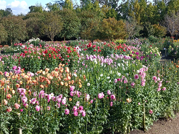 ダリア園