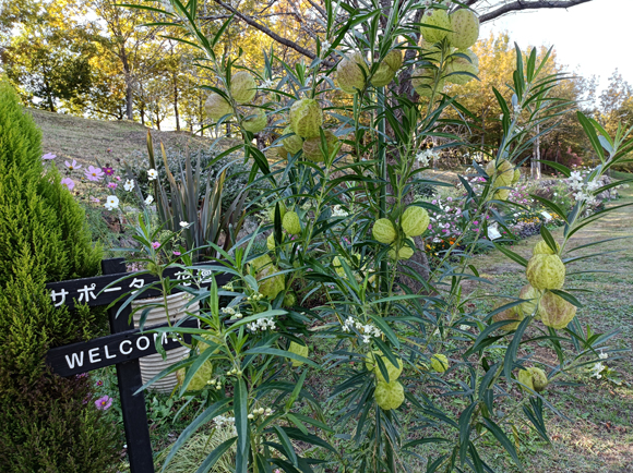 ボーダー花壇