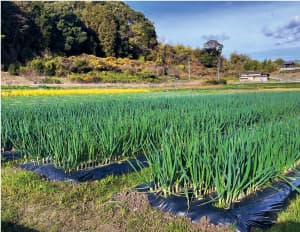 6 丹原(たんばら)地区