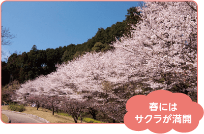 春にはサクラが満開