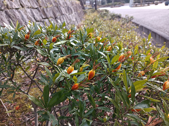 公園館東側園路