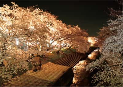 名所 高田千本桜