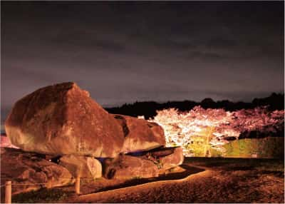 石舞台古墳夜桜ライトアップ