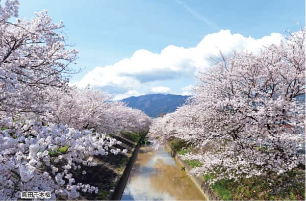 高田千本桜