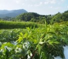 漢方を通した県内産業の活性化
