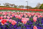 奈良県立都市公園の緑化