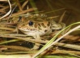 絶滅の恐れがある野生動植物の調査・保護