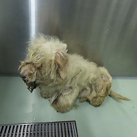 収容犬写真