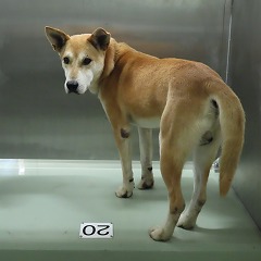 収容犬写真