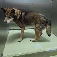 収容犬写真