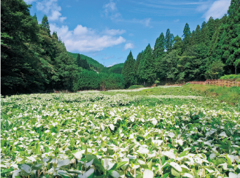 半夏生園
