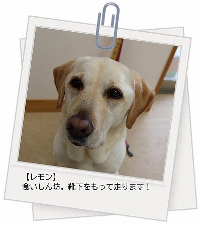 犬の写真