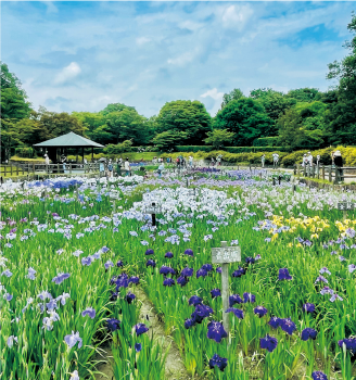 第9回馬見花菖蒲まつり