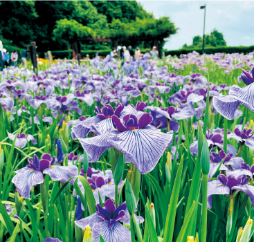 第9回馬見花菖蒲まつり