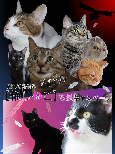 キャンペーンイメージ画像